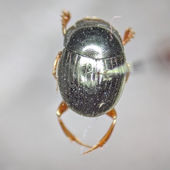 Pseudocanthon perplexus