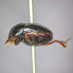 Pseudocanthon perplexus