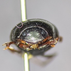 Pseudocanthon perplexus