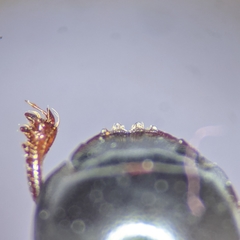 Pseudocanthon perplexus