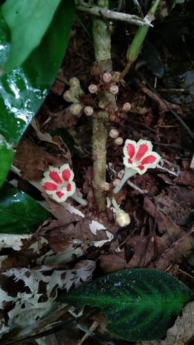 Cyrtandra splendens