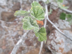 Malacothamnus clementinus