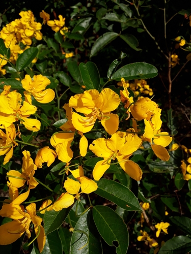 Senna reniformis