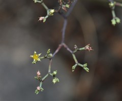 Paronychia lindheimeri