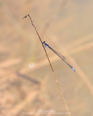 Aciagrion approximans