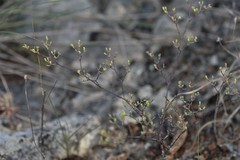 Paronychia lindheimeri