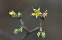 Paronychia lindheimeri