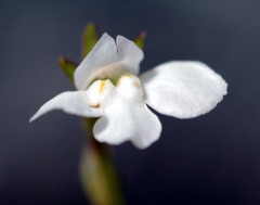 Mazus novaezeelandiae impolitus