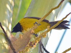 Icterus prosthemelas