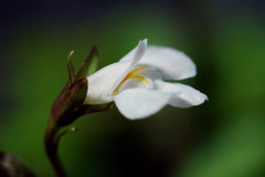 Mazus novaezeelandiae impolitus