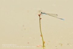 Aciagrion borneense