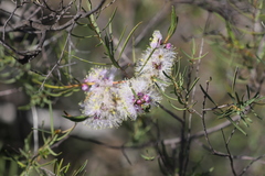 Melaleuca radula