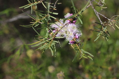 Melaleuca radula
