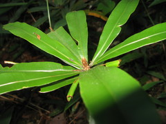 Oleandra neriiformis