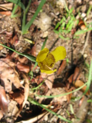 Trimezia martinicensis