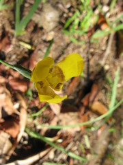 Trimezia martinicensis