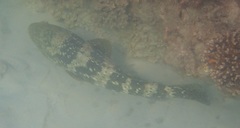 Epinephelus malabaricus