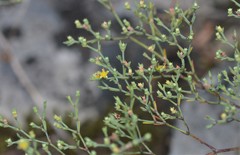 Paronychia lindheimeri