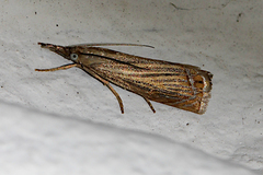 Chrysoteuchia culmella