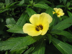 Turnera subulata