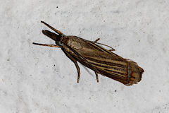 Chrysoteuchia culmella