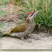 Scaly-bellied Woodpecker - Photo (c) Imran Shah, some rights reserved (CC BY-SA)