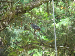 Pterorhinus mitratus