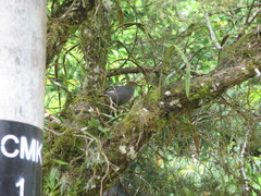 Pterorhinus mitratus