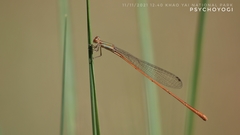 Aciagrion pallidum