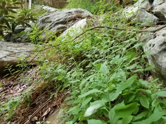 Solidago albopilosa
