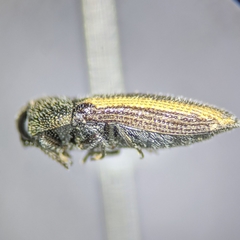 Acmaeodera cazieri