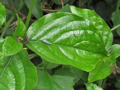 Clerodendrum splendens