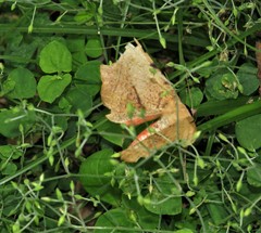 Drymaria cordata diandra