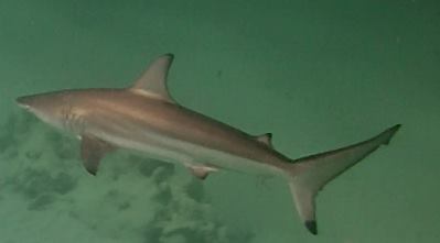 Blacktip Shark