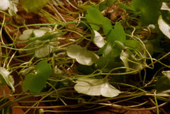Cymbalaria muralis