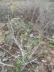 Malacothamnus clementinus