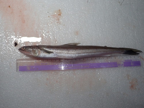 Wanieso lizardfish (Saurida wanieso) — Synodontidae — 2