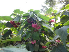 Dombeya wallichii