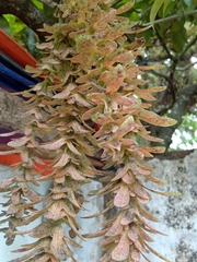 Engelhardia spicata