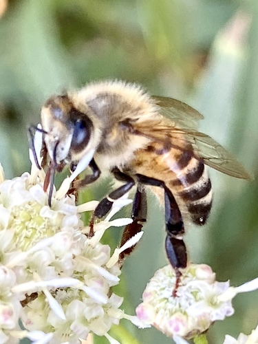 iNaturalist observation photo of Western Honey Bee