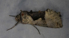 Autographa ampla