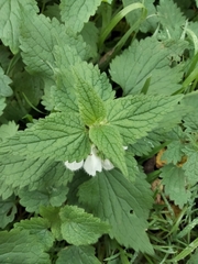 Lamium album