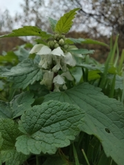 Lamium album
