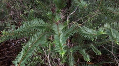Veronica diosmifolia