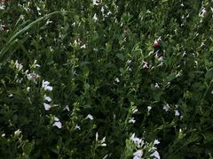 Salvia microphylla