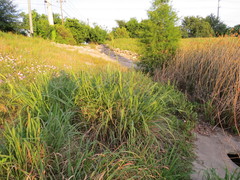 Tripsacum dactyloides