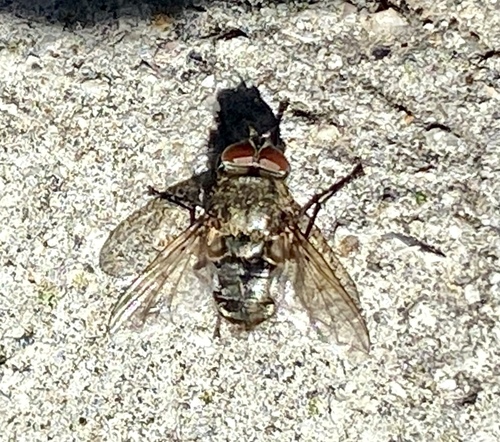 iNaturalist observation photo of Bot Flies, Blow Flies, and Allies