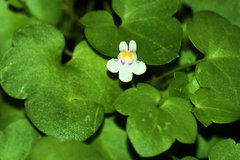 Cymbalaria muralis