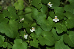 Cymbalaria muralis