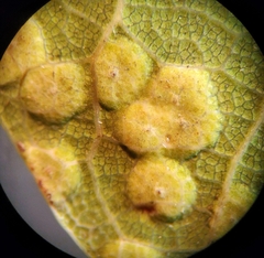 Neuroterus engelmanni